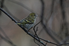 Grønnsisik (Spinus spinus)