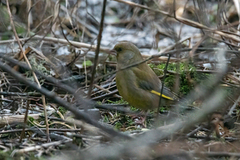 Grønnfink (Chloris chloris)