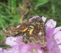 Rødt heifly (Anarta myrtilli)