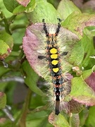 Høstbørstespinner (Orgyia antiqua)