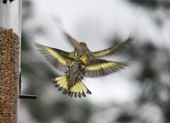 Grønnsisik (Spinus spinus)