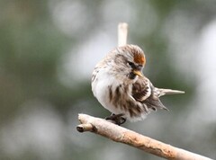 Gråsisik (Acanthis flammea)