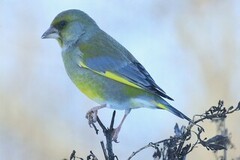 Grønnfink (Chloris chloris)