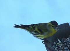 Grønnsisik (Spinus spinus)