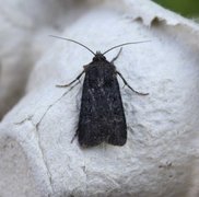 Svart jordfly (Euxoa nigricans)