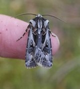 Fagerjordfly (Agrotis vestigialis)