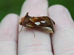 Langstreket metallfly (Plusia festucae)