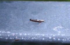 Argyresthia pulchella