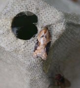 Jordbærflatvikler (Acleris comariana)