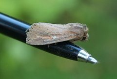 Dunkjevlefly (Nonagria typhae)