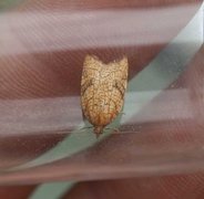 Nettflatvikler (Acleris rhombana)