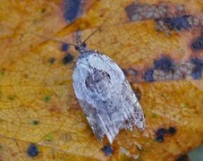 Marmorflatvikler (Acleris variegana)