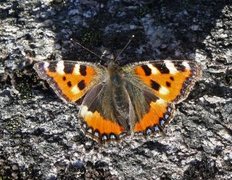 Neslesommerfugl (Aglais urticae)