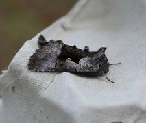 Fjellmetallfly (Syngrapha diasema)