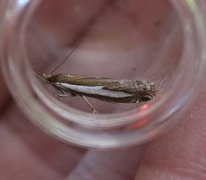 Engnebbmott (Crambus hamella)