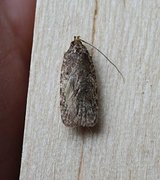 Agonopterix heracliana