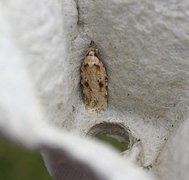 Agonopterix arenella