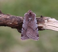 Fiolett vårfly (Cerastis rubricosa)