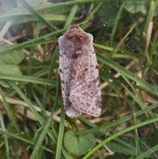 Fiolett vårfly (Cerastis rubricosa)