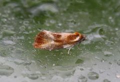 Skumringsvikler (Eulia ministrana)