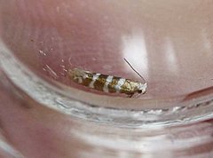 Argyresthia trifasciata