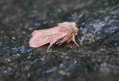 Starrfly (Denticucullus pygmina)