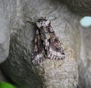 Irrfly (Allophyes oxyacanthae)