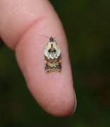 Marmorflatvikler (Acleris variegana)