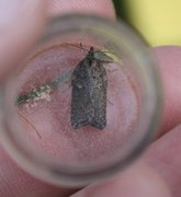 Seljeflatvikler (Acleris hastiana)