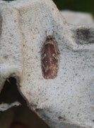 Agonopterix ciliella