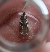 Kystflatvikler (Acleris hyemana)