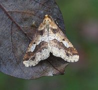 Stor frostmåler (Erannis defoliaria)