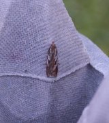 Kystflatvikler (Acleris hyemana)