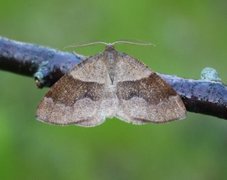 Bred skumringsmåler (Plagodis pulveraria)