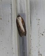 Seljeflatvikler (Acleris hastiana)