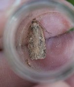 Agonopterix heracliana