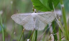 Blek urtemåler (Scopula floslactata)