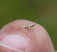 Argyresthia trifasciata