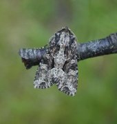 Slåttengfly (Apamea remissa)