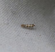 Argyresthia trifasciata