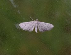 Marimjelledvergmåler (Eupithecia plumbeolata)