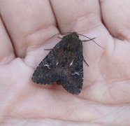 Teglrødt engfly (Apamea lateritia)