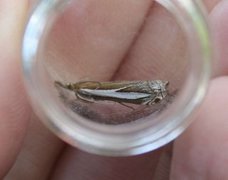 Engnebbmott (Crambus hamella)