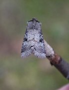 Fjellvierfly (Hillia iris)