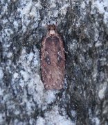 Agonopterix ciliella/heracliana