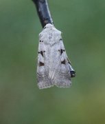 Grått kilefly (Eugnorisma glareosa)