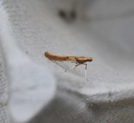 Caloptilia stigmatella