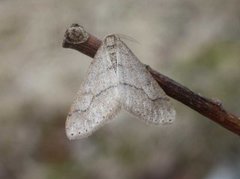 Vårfrostmåler (Agriopis marginaria)