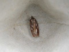 Kystflatvikler (Acleris hyemana)