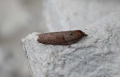 Seljeflatvikler (Acleris hastiana)